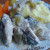 Рыба с солеными огурцами